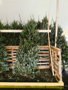 An abundance of real Christmas trees just been chopped for the festive season. Sophie Robinson tells us why she favours real over faux. #Christmastrees #sophierobinson